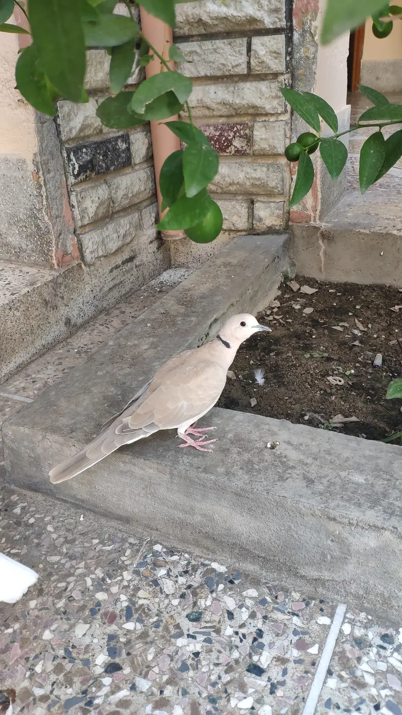 Beautiful Doves — photo 6