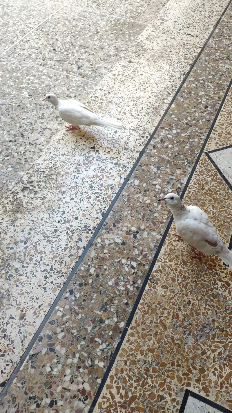 Beautiful Doves — photo 7