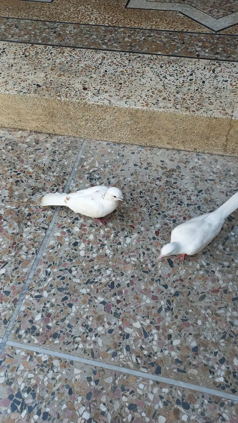 Beautiful Doves — photo 8