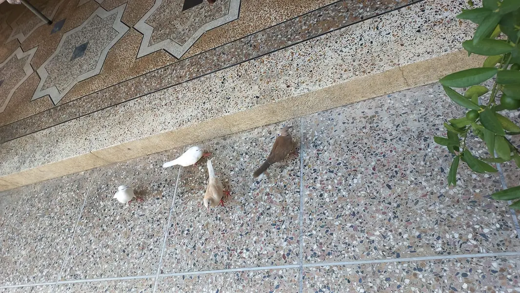 Beautiful Doves — photo 9