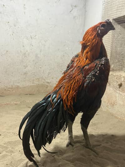 indian Dragon or white dragon chicks available in lahore