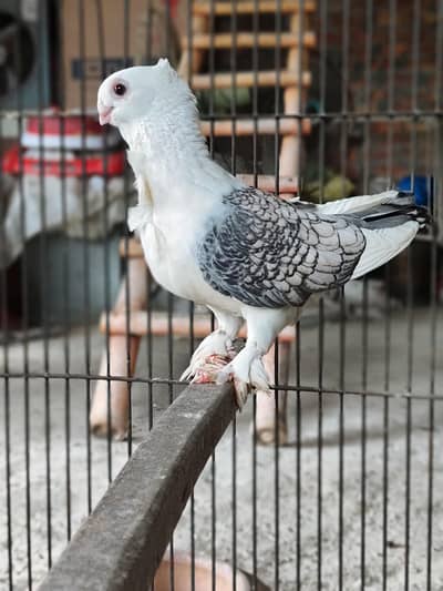 Sentient Breeder Female 0320-4592532