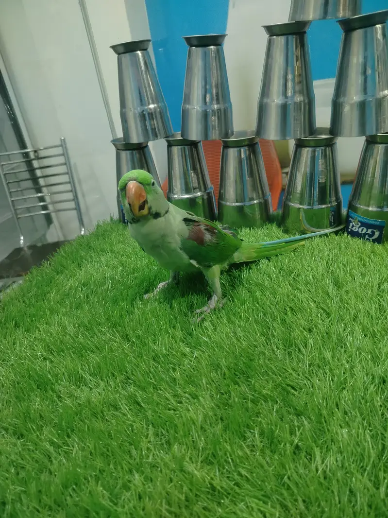 Raw parrots for sale hand tam healthy parrots hein