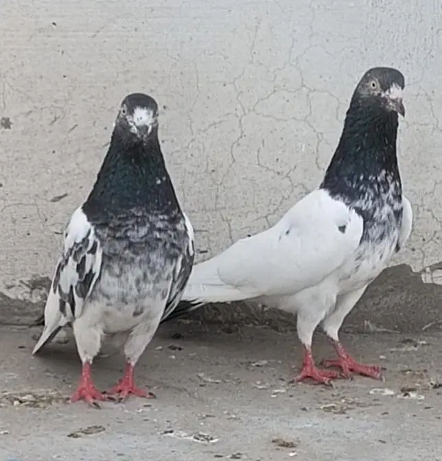 All setup for sale pigeon kabutar 03189414142