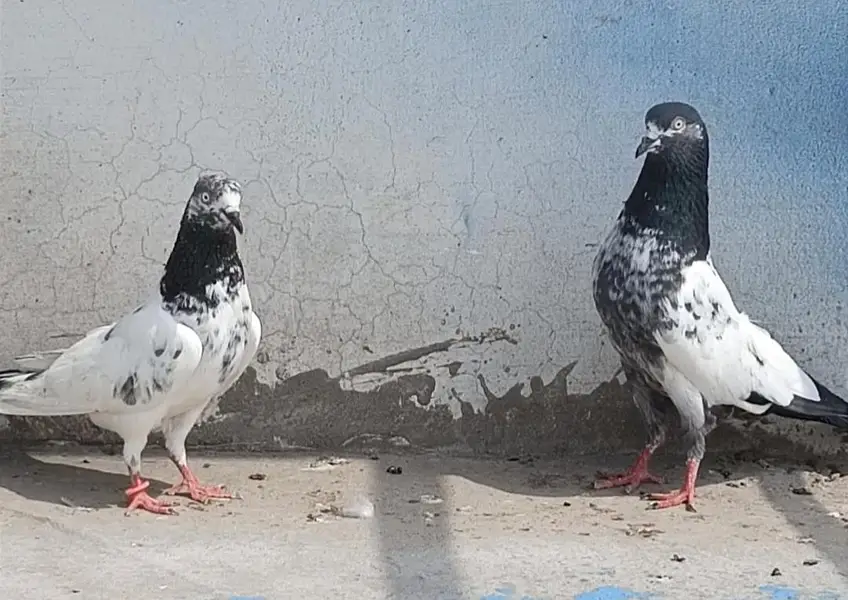 All setup for sale pigeon kabutar 03189414142 — photo 2