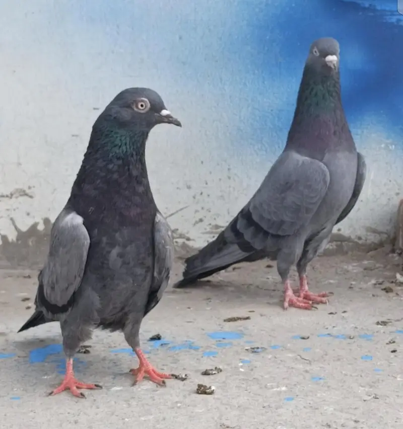 All setup for sale pigeon kabutar 03189414142 — photo 3