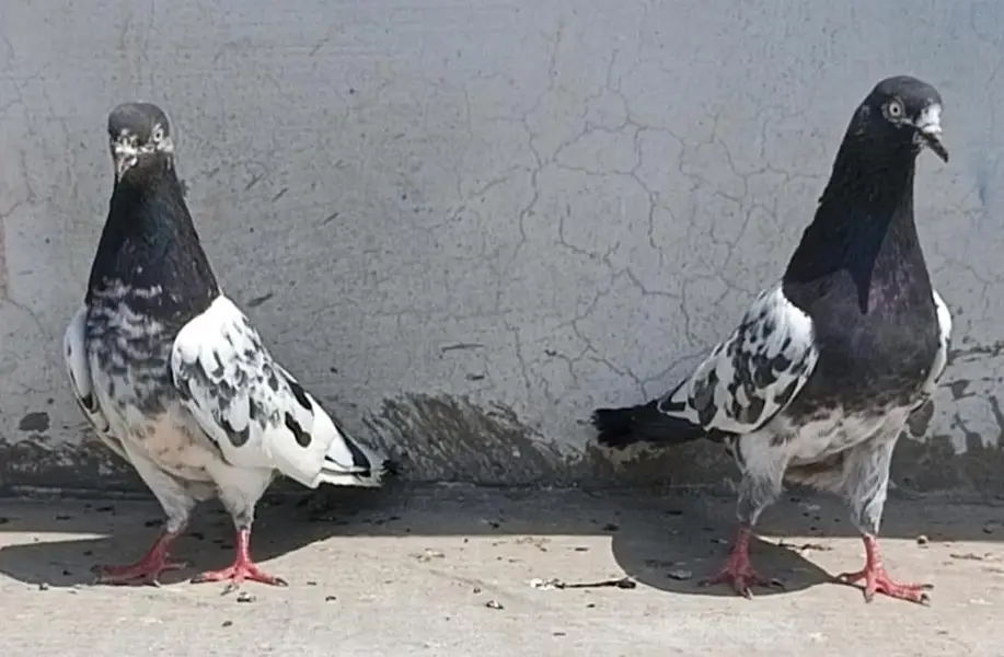 All setup for sale pigeon kabutar 03189414142 — photo 4