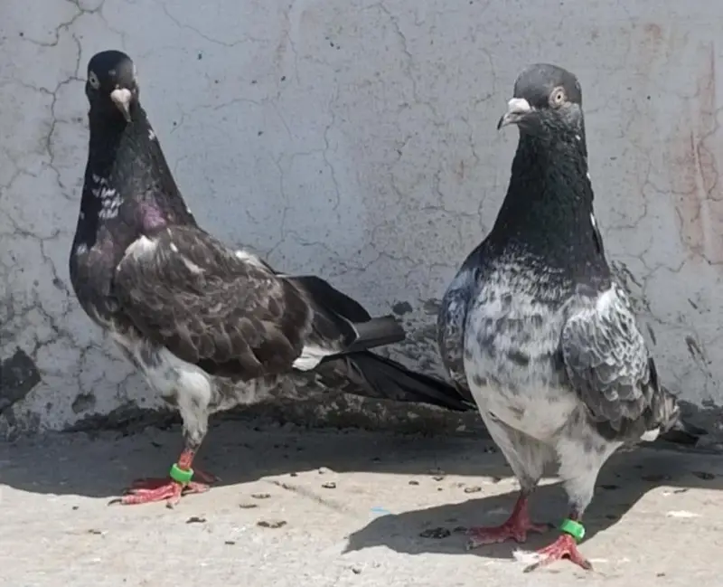 All setup for sale pigeon kabutar 03189414142 — photo 5
