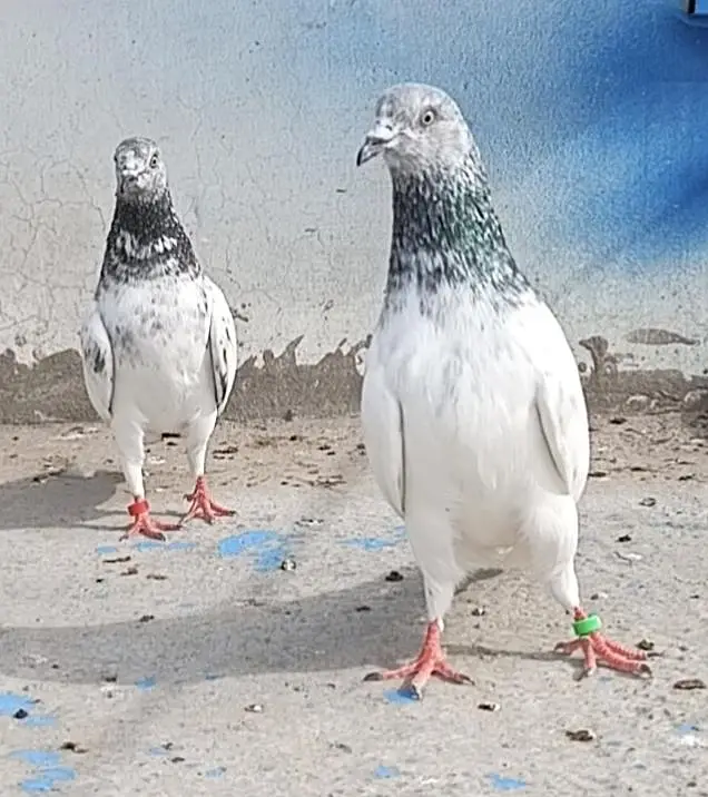 All setup for sale pigeon kabutar 03189414142 — photo 6