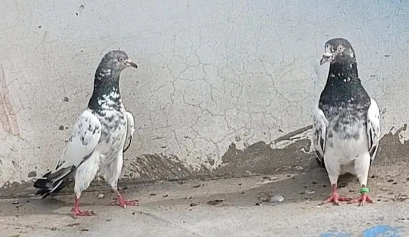 All setup for sale pigeon kabutar 03189414142 — photo 7