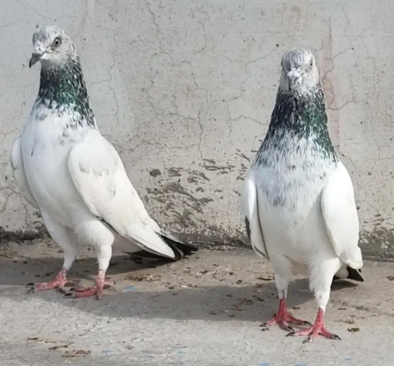 All setup for sale pigeon kabutar 03189414142 — photo 8