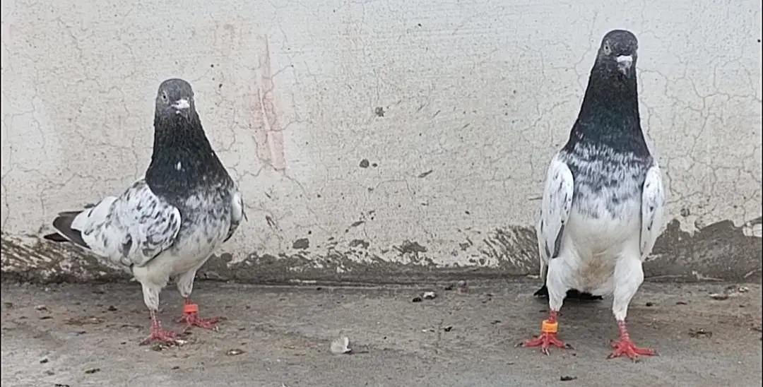 All setup for sale pigeon kabutar 03189414142 — photo 9