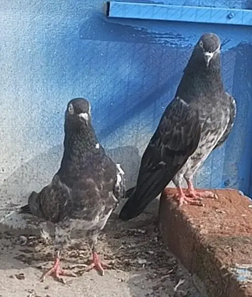 All setup for sale pigeon kabutar 03189414142 — photo 10