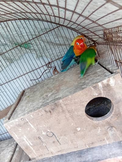 love birds