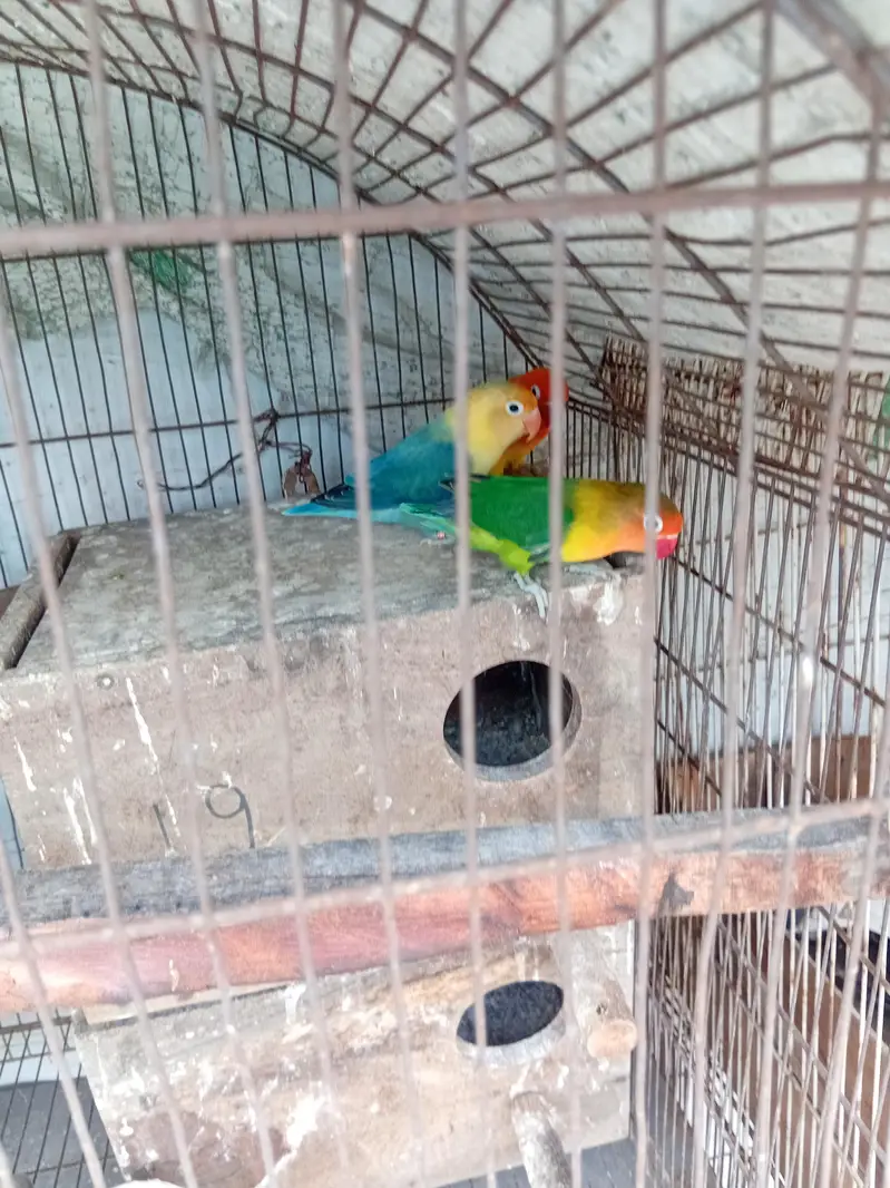love birds — photo 2