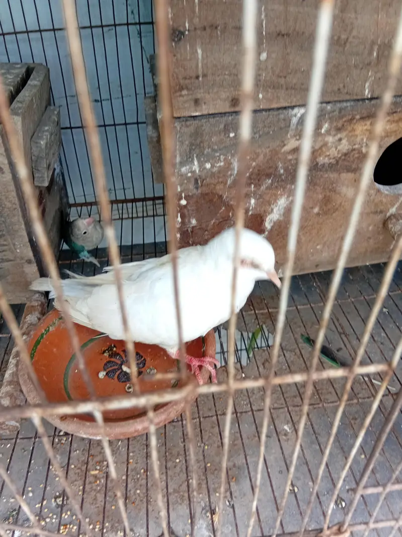 love birds — photo 3