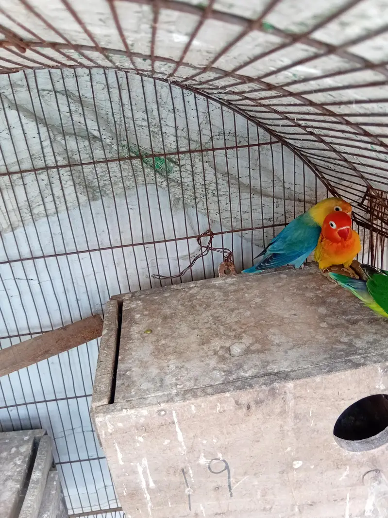 love birds — photo 4