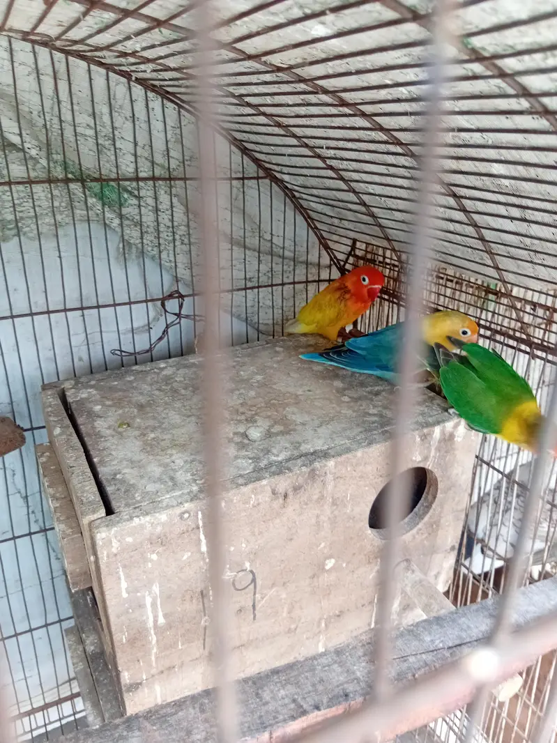 love birds — photo 5