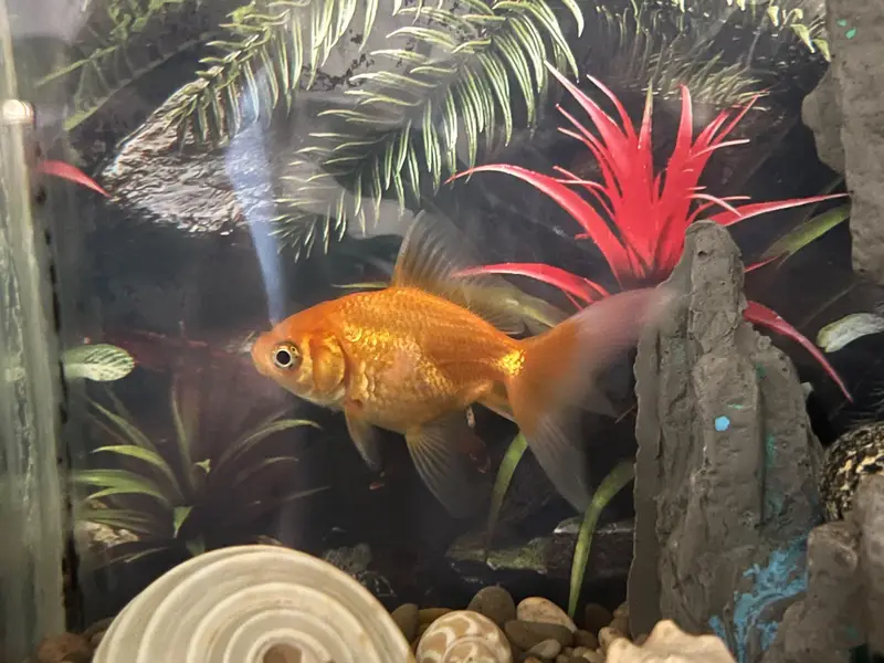 Koi Fish Fair & 1 Gold Fish
