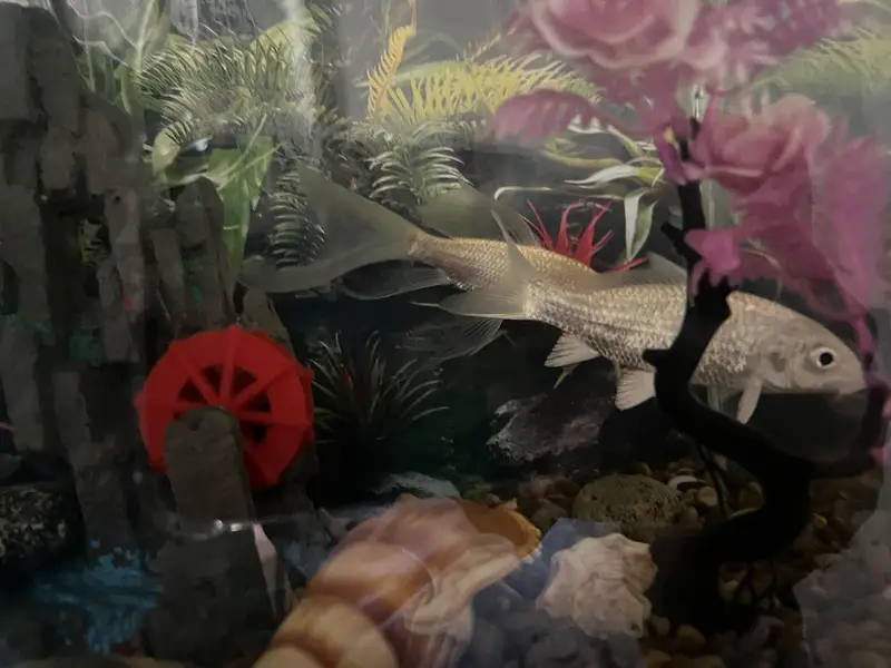 Koi Fish Fair & 1 Gold Fish — photo 2