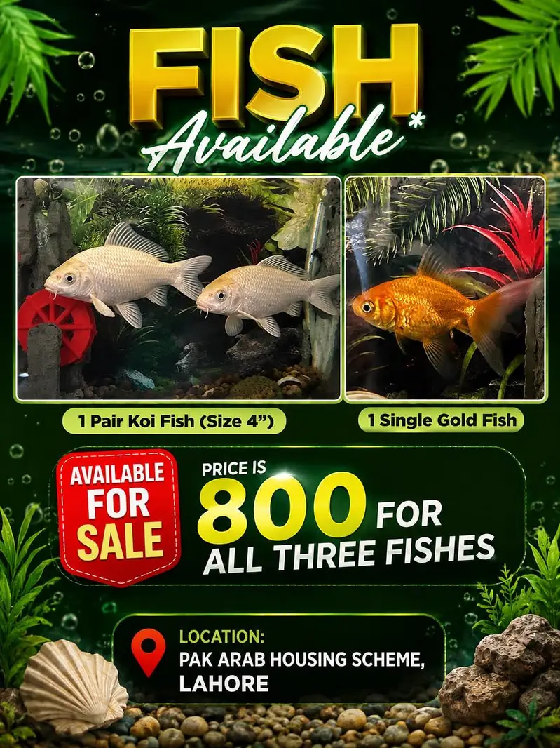 Koi Fish Fair & 1 Gold Fish — photo 3