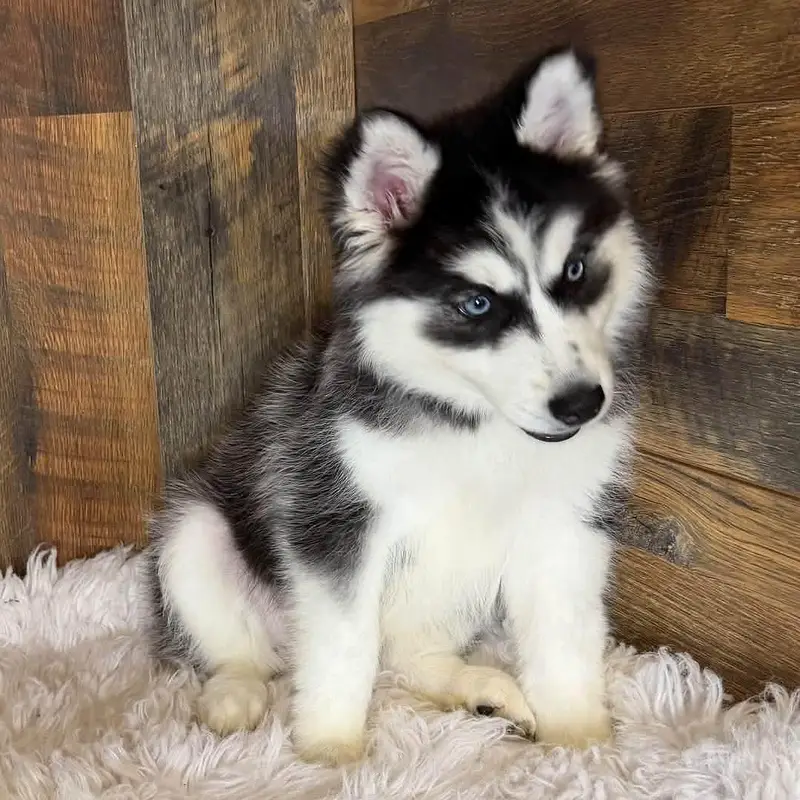 Siberian husky puppies dog for sale. ,