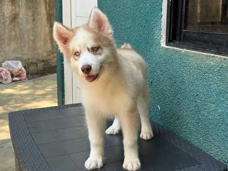 Siberian husky puppies dog for sale. , — photo 2