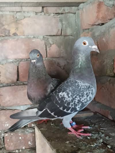 Sherazi Pair Baby handler