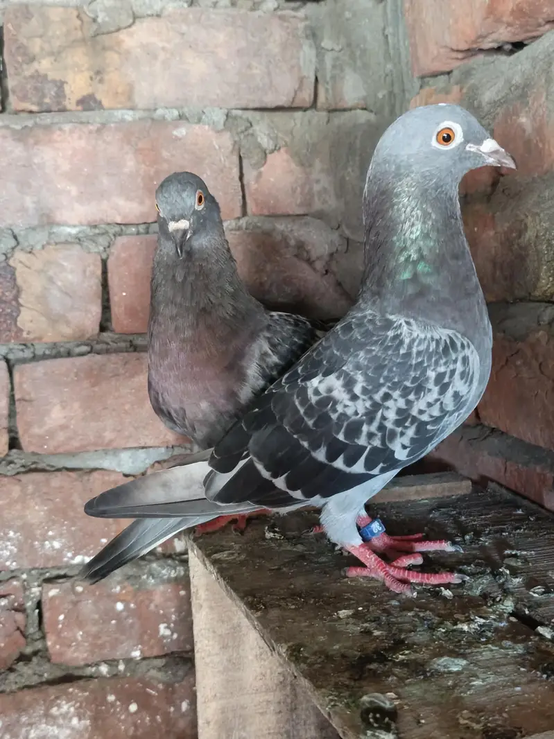 Sherazi Pair Baby handler — photo 2
