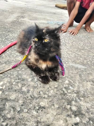 cat  female