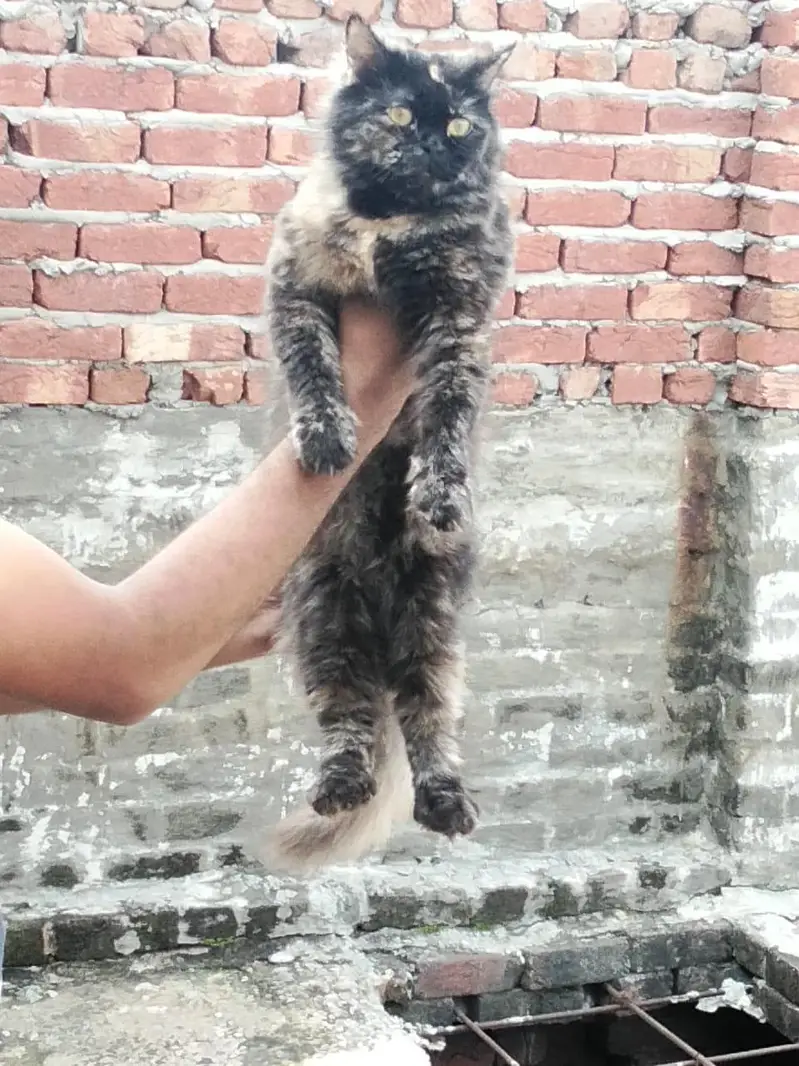 cat  female — photo 2