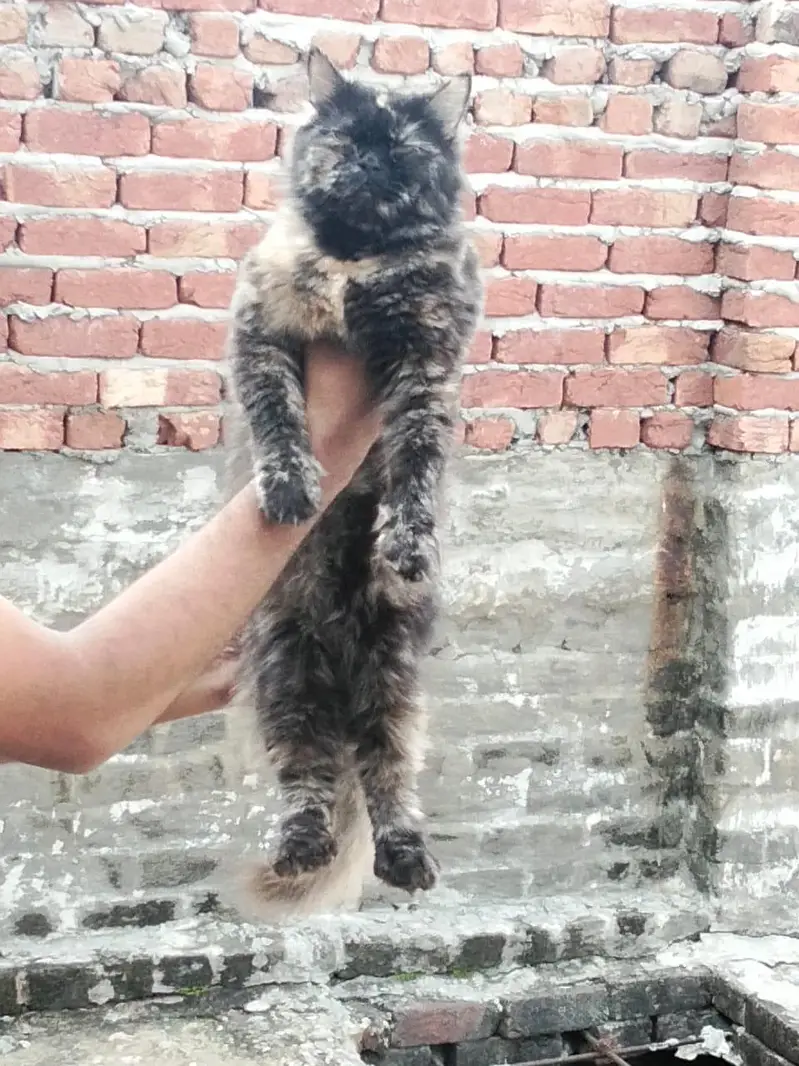 cat  female — photo 3