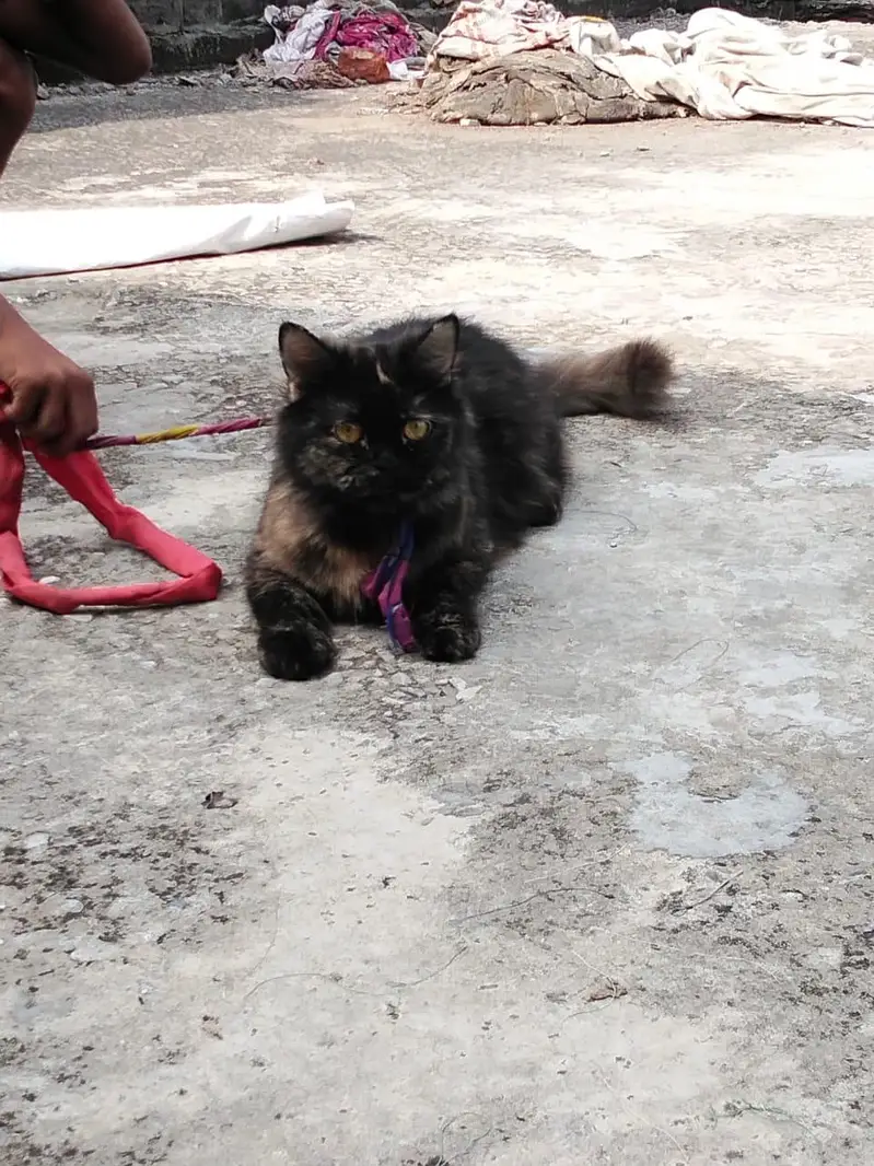 cat  female — photo 4