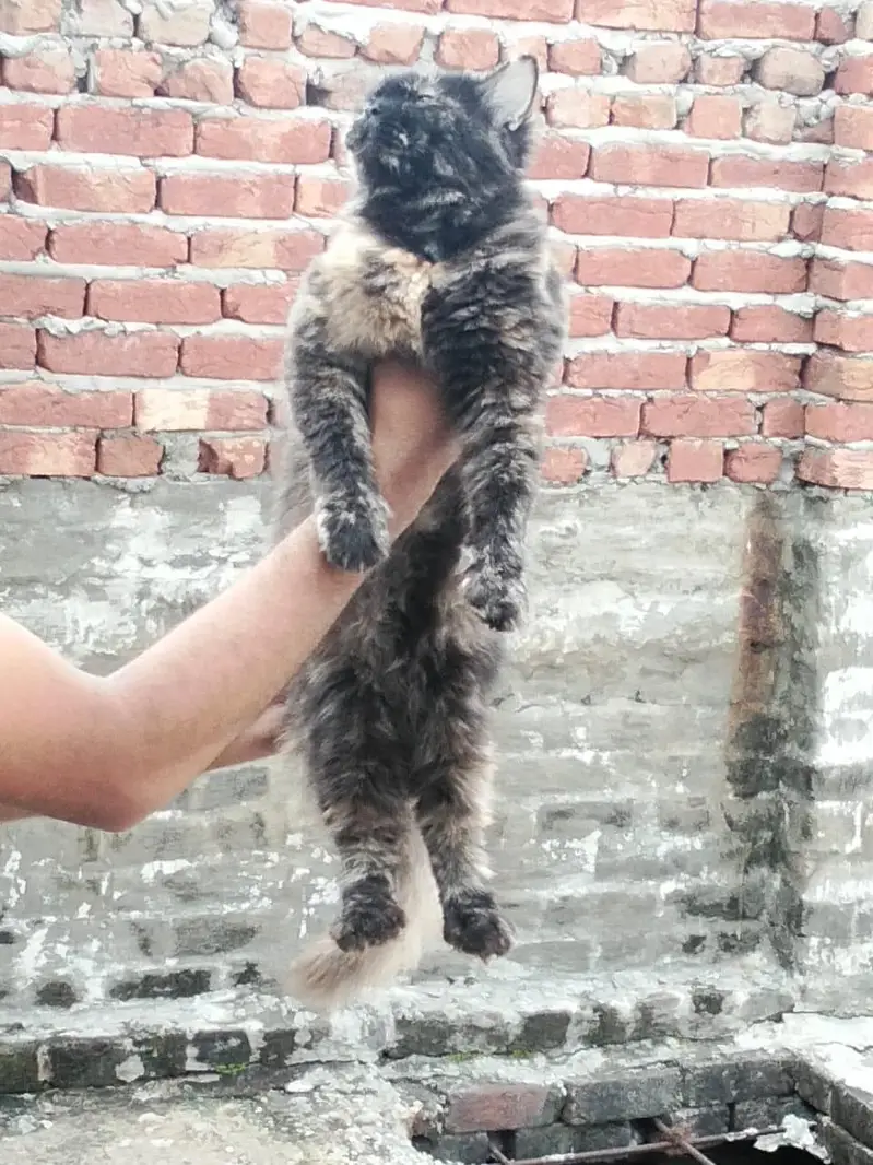 cat  female — photo 5