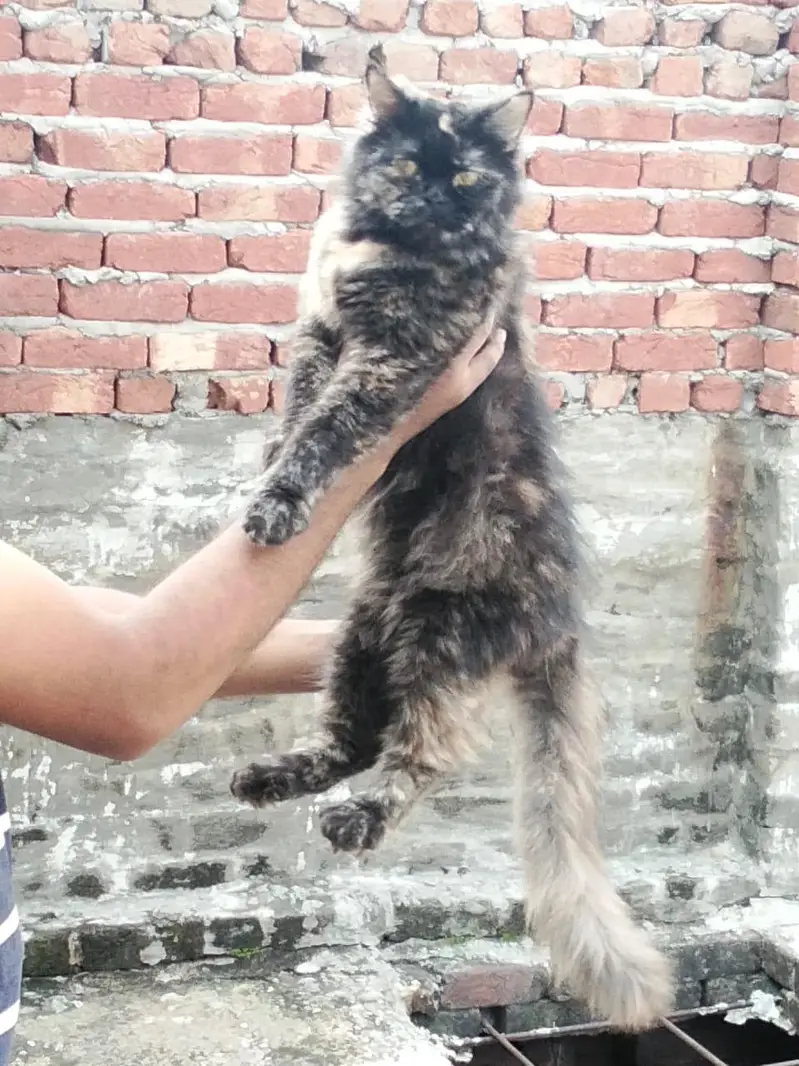 cat  female — photo 6