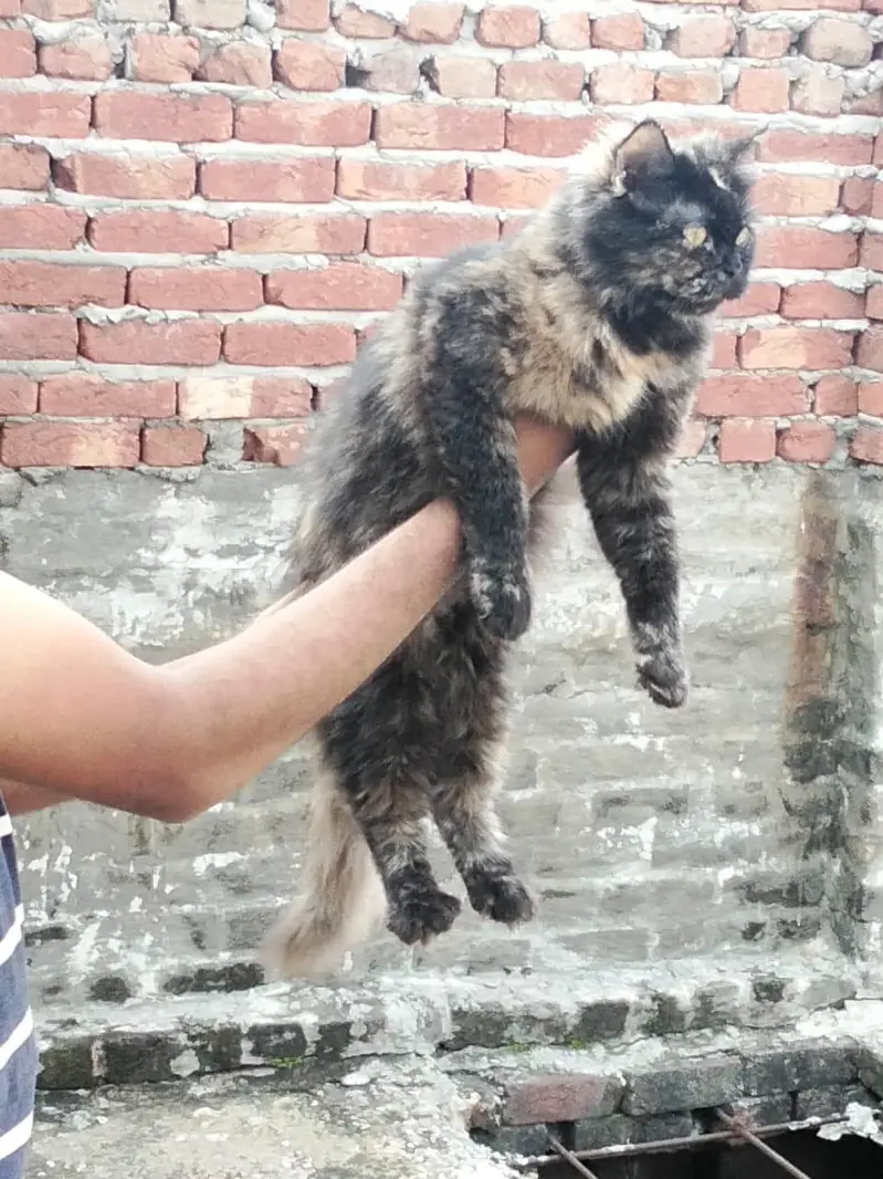 cat  female — photo 7
