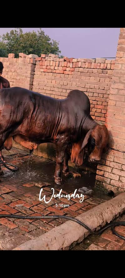 Brahman Bachra
