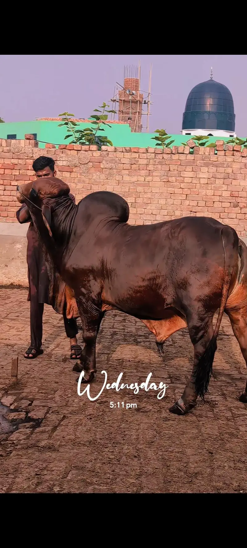 Brahman Bachra — photo 2