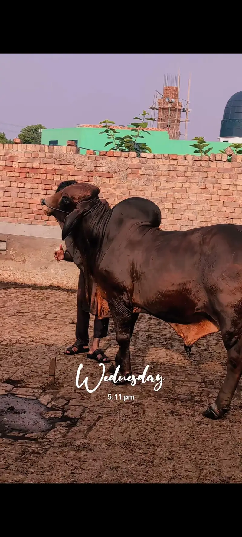 Brahman Bachra — photo 3