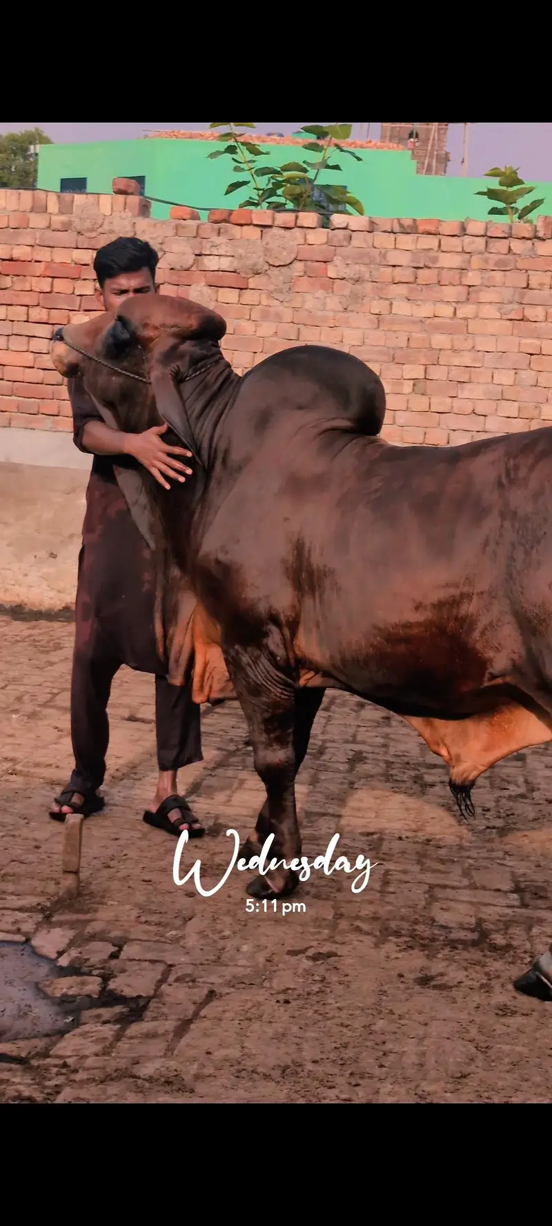 Brahman Bachra — photo 5