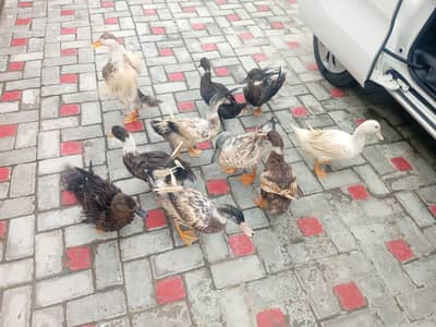 10 ducks for sale