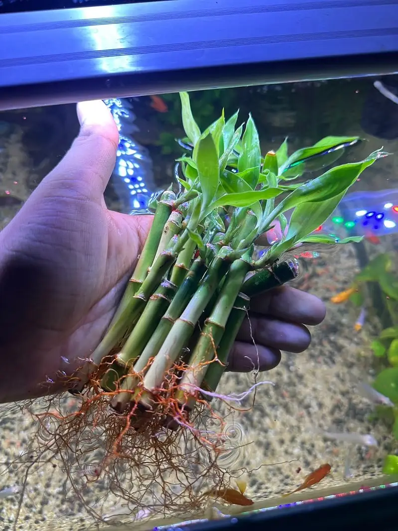 Fish and Aquriam Reasonable Price pey Dastiyab Ha — photo 8