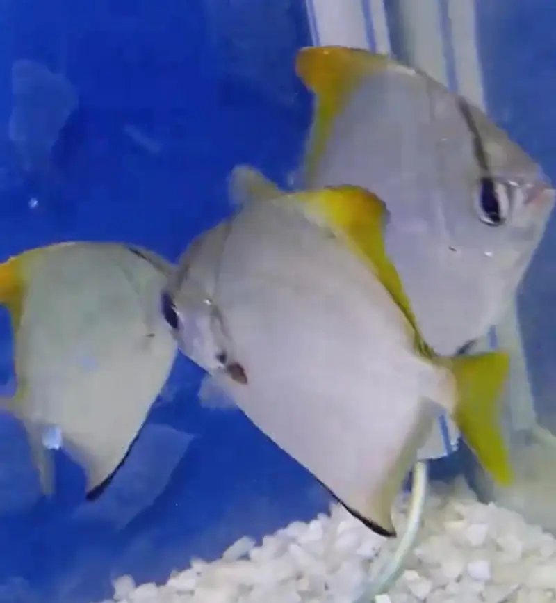 Fish and Aquriam Reasonable Price pey Dastiyab Ha — photo 9