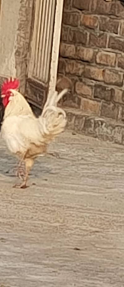 male golden misri for sale