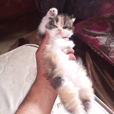 Persian cat