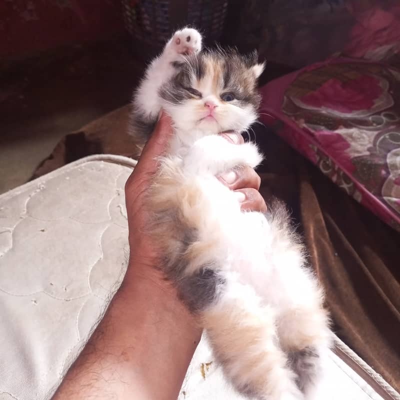 Persian cat 0