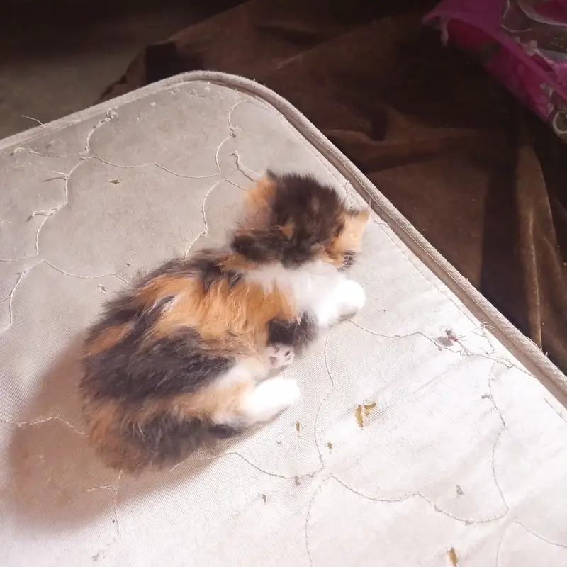 Persian cat — photo 2