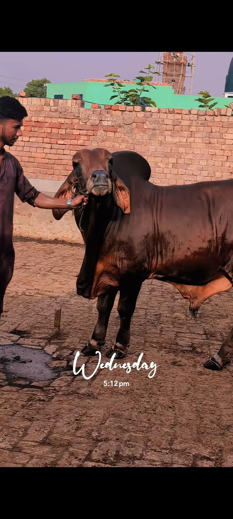Brahman Bachra — photo 6
