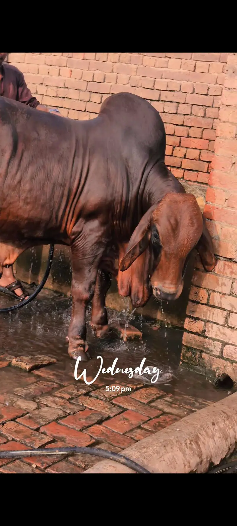 Brahman Bachra — photo 8