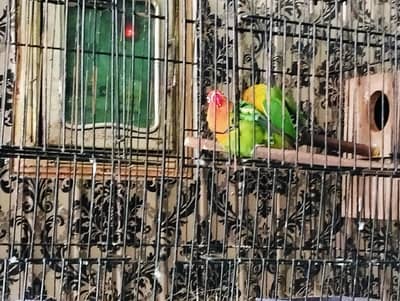 Breader Love Birds For Sale Healthy and Active